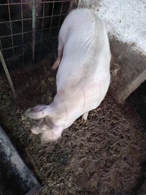 Porc de vânzare  - imagine 2