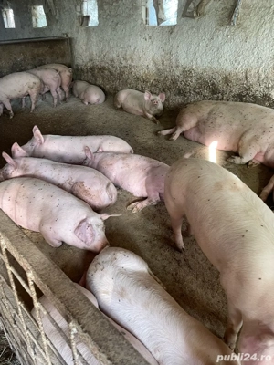 porci rasa de carne  - imagine 2