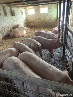 porci rasa de carne  - imagine 4