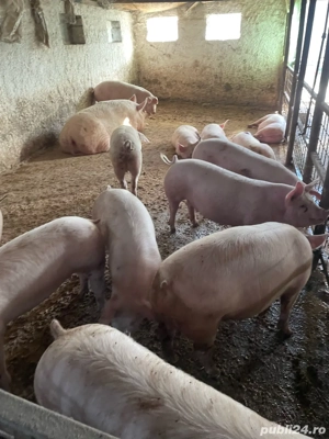 porci rasa de carne  - imagine 3