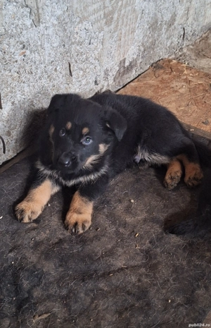 Vând pui ciobănesc german București Giurgiu  - imagine 3