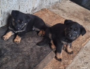 Vând pui ciobănesc german București Giurgiu  - imagine 2