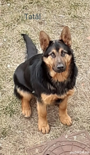 Vând pui ciobănesc german București Giurgiu  - imagine 5