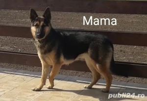 Vând pui ciobănesc german București Giurgiu  - imagine 4