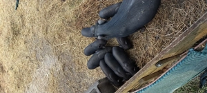 Vietnámi malac  - imagine 2