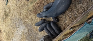 Vietnámi malac  - imagine 3