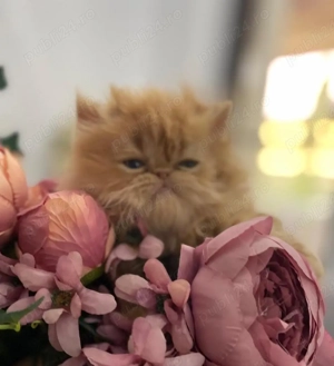 Patru pisicute dragalase foc  - imagine 2