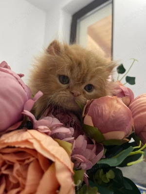 Patru pisicute dragalase foc  - imagine 4