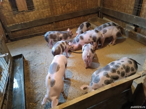 11 purceluși pietrain 