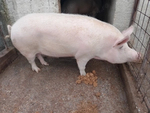 Vând porcii,,270 -290 kg Poiana Lacului detalii la telefon  - imagine 4