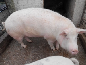 Vând porcii,,250kg Poiana Lacului detalii la telefon 
