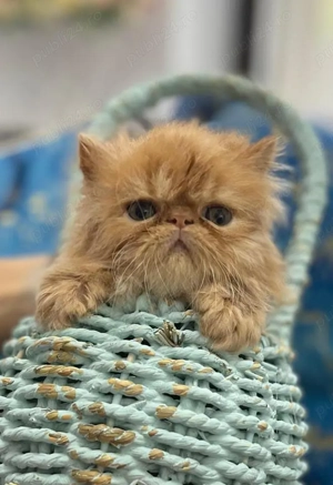 Patru pisicute dragalase foc  - imagine 5