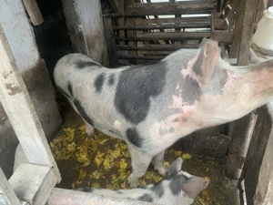 Vând porc de tăiat. - imagine 3