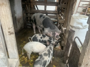 Vând porc de tăiat. - imagine 2