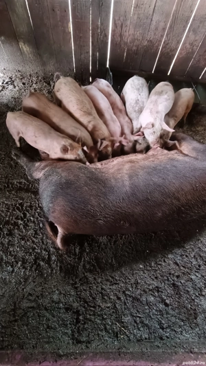 Purcei 8 Saptamani 12 la 2000 lei 