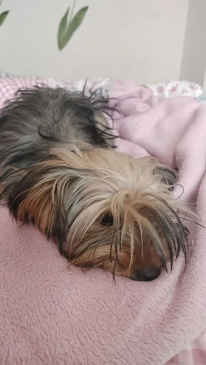 Yorkshire mini  - imagine 4