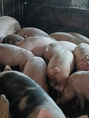 Porci de carne - imagine 2