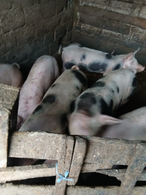 Porci de carne - imagine 4