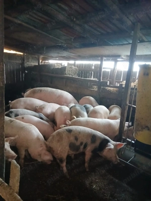 Porci de carne - imagine 3