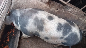 De vânzare sau arvunit pt Crăciun  - imagine 2