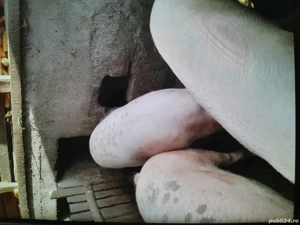 Porci De Vanzare 140-200 kg !!! - imagine 5