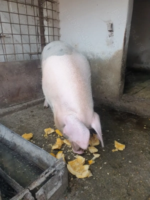 Porci de vanzare