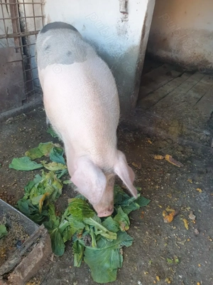 Porci de vanzare - imagine 2