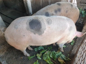 Porci de vanzare - imagine 4