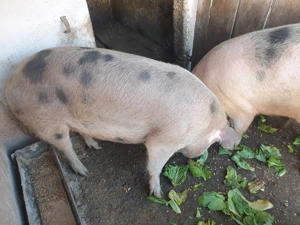 Porci de vanzare - imagine 5