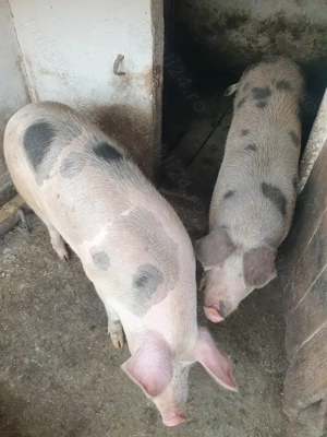Porci de vanzare - imagine 3