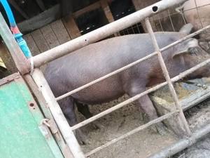 Vând o scroafa gestanta 