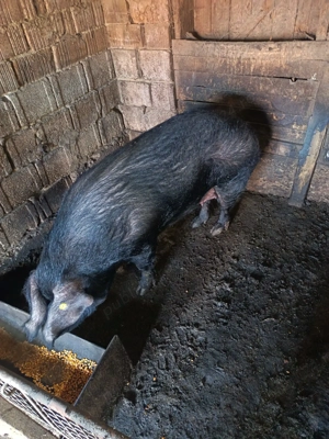 Vând 4 porci cu greutate cuprinsă între 90-150 kg - imagine 2