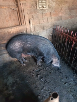 Vând 4 porci cu greutate cuprinsă între 90-150 kg - imagine 3