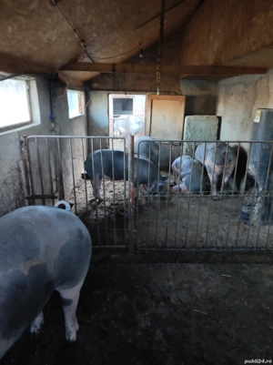 porci de carne de vînzare 