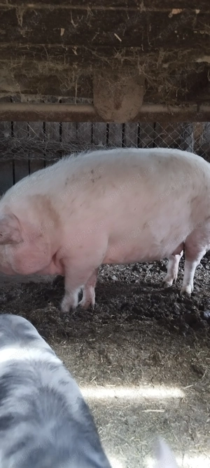 Vind porci - imagine 2