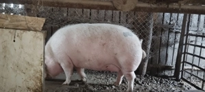 Vind porci - imagine 4