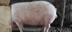 Vind porci - imagine 3