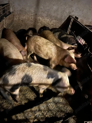 Porci de vânzare!!!  - imagine 2