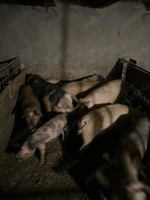Porci de vânzare!!!  - imagine 4