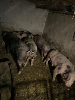 Porci de vânzare!!! 