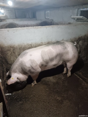 Porci rasa pietrain - imagine 2