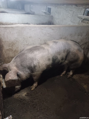 Porci rasa pietrain - imagine 3
