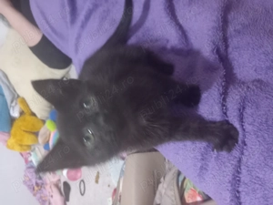 Pisoi gratuit foarte frumos 