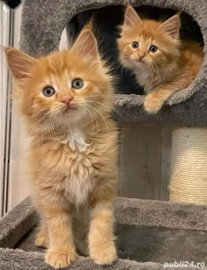 Siberiana de padure  - imagine 4