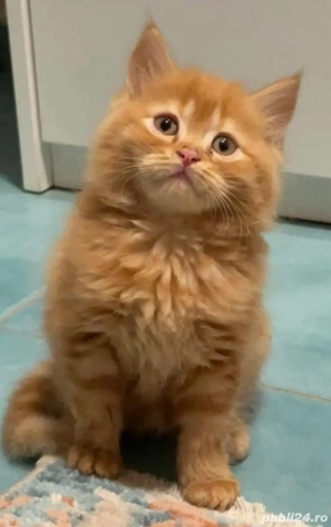 Siberiana de padure  - imagine 3