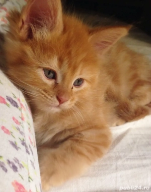 Siberiana de padure  - imagine 2