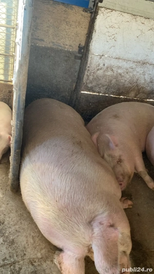 Porci de vanzare -caliate garantata ! - imagine 2