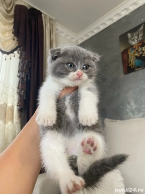 Scottish fold pui