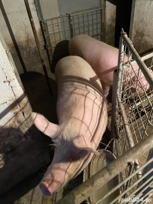 Porci de vanzare -caliate garantata !