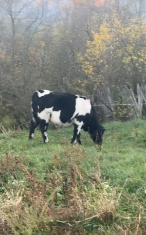 Vând tăurași Albastru Belgian  - imagine 2